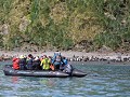 South Georgia, Elsehul Bay, Zodiac tour, koningspi