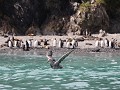 South Georgia, Elsehul Bay, Zodiac tour, southern 
