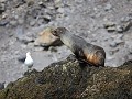 South Georgia, Elsehul Bay, Zodiac tour, fur seal 
