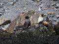 South Georgia, Elsehul Bay, Zodiac tour, fur seals