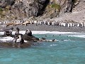 South Georgia, Elsehul Bay, Zodiac tour, koningspi