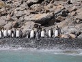 South Georgia, Elsehul Bay, Zodiac tour, koningspi