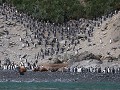South Georgia, Elsehul Bay, Zodiac tour, koningspi