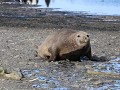 South Georgia, Right Whale Bay, zeeolifant  
