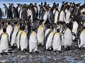 South Georgia, Right Whale Bay, koningspinguïns  