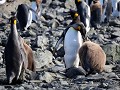 South Georgia, Right Whale Bay, koningspinguïns me