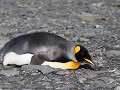 South Georgia, Right Whale Bay, koningspinguïn