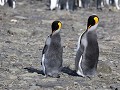 South Georgia, Right Whale Bay, koningspinguïns  