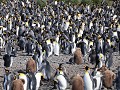 South Georgia, Right Whale Bay, koningspinguïns me