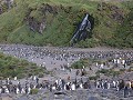 South Georgia, Right Whale Bay, koningspinguïnkolo