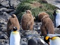 South Georgia, Right Whale Bay, koningspinguïnkuik