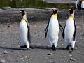 South Georgia, Right Whale Bay, koningspinguïns  