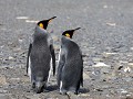 South Georgia, Right Whale Bay, koningspinguïns  