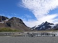South Georgia, Right Whale Bay, koningspinguïnkolo