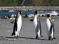 South Georgia, Right Whale Bay, koningspinguïns  