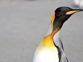 South Georgia, Right Whale Bay, koningspinguïn 