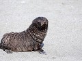 South Georgia, Right Whale Bay, pelsrobbenjong 