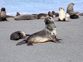 South Georgia, Right Whale Bay, pelsrobben  
