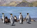 South Georgia, koningspinguïns met sub-antarctic b