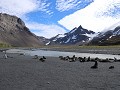 South Georgia, Right Whale Bay, koningspinguïns en