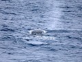 South Georgia, bultrug walvis, bovenaan is het spu
