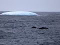 South Georgia, Humpback whales of bultrugwalvissen