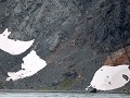 South Georgia, Drygalski fjord, pinguïns op het ij
