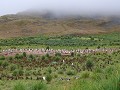 South Georgia, Godthul, gentoo of ezelspinguïn kol