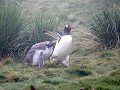 South Georgia, Godthul, ezelspinguïn met kuiken  