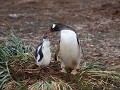 South Georgia, Godthul, ezelspinguïn met kuiken op