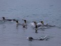 South Georgia, Salisbury Plain, koningspinguïns in