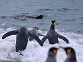 South Georgia, Salisbury Plain, koningspinguïns ga
