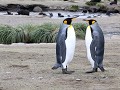 South Georgia, Salisbury Plain, koningspinguïns  