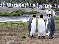 South Georgia, Salisbury Plain, koningspinguïns  