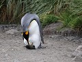 South Georgia, Salisbury Plain, koningspinguïn bro