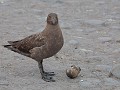 South Georgia, Salisbury Plain, sub-antarctic brow