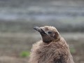 South Georgia, Salisbury Plain, ruiend koningsping