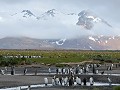 South Georgia, Salisbury Plain, koningspinguïns in