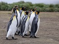 South Georgia, Salisbury Plain, koningspinguïns  