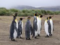 South Georgia, Salisbury Plain, koningspinguïns  