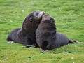 South Georgia, Salisbury Plain, jonge pelsrobben  