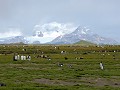 South Georgia, Salisbury Plain, koningspinguïns in