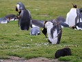 South Georgia, Salisbury Plain, ruiende koningspin