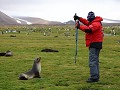South Georgia, Salisbury Plain, pelsrob op afstand