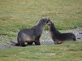 South Georgia, Salisbury Plain, pelsrobben  