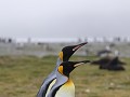 South Georgia, Salisbury Plain, koningspinguïns  