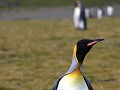 South Georgia, Salisbury Plain, koningspinguïn