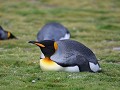 South Georgia, Salisbury Plain, koningspinguïn