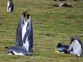 South Georgia, Salisbury Plain, koningspinguïns  