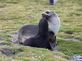 South Georgia, Salisbury Plain, pelsrobben